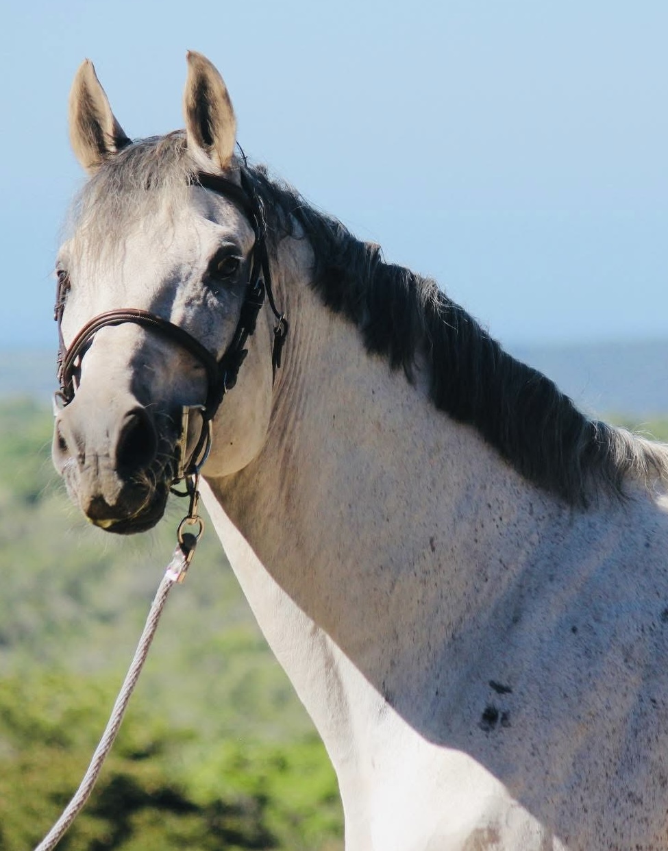 Horse photograph