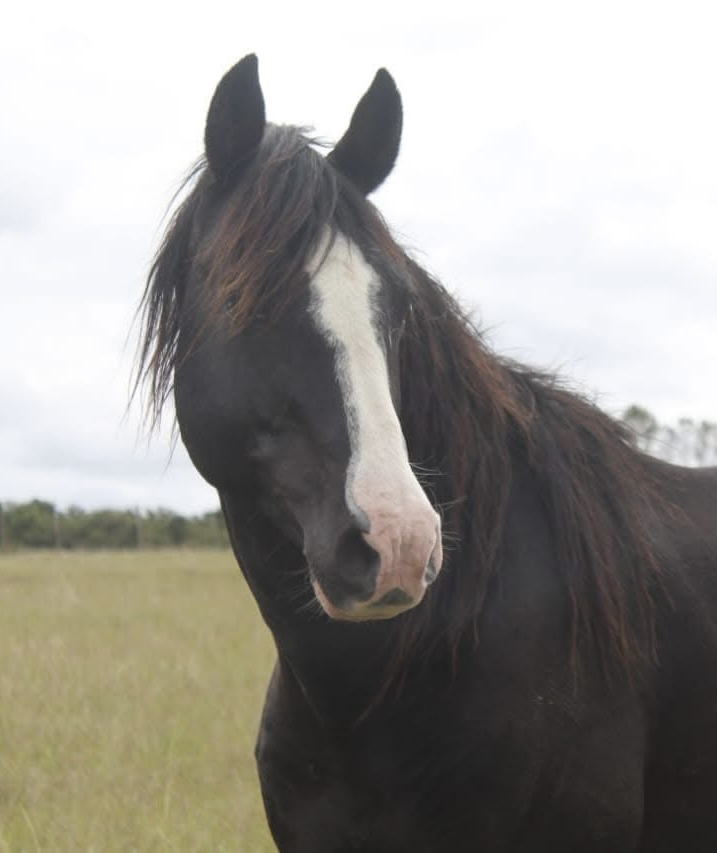 Horse photograph