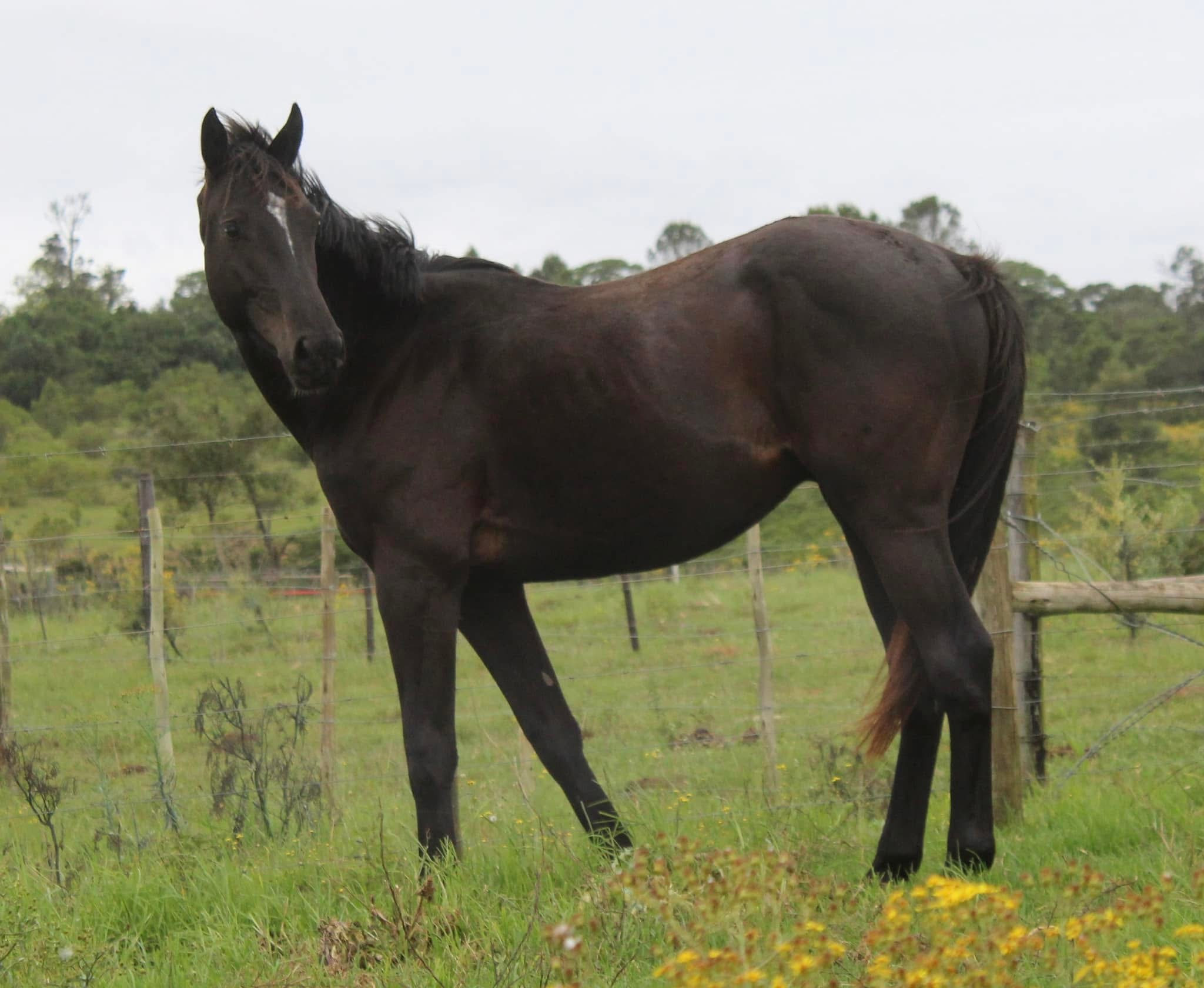 Future Dreams Regal Blue standing in profile
