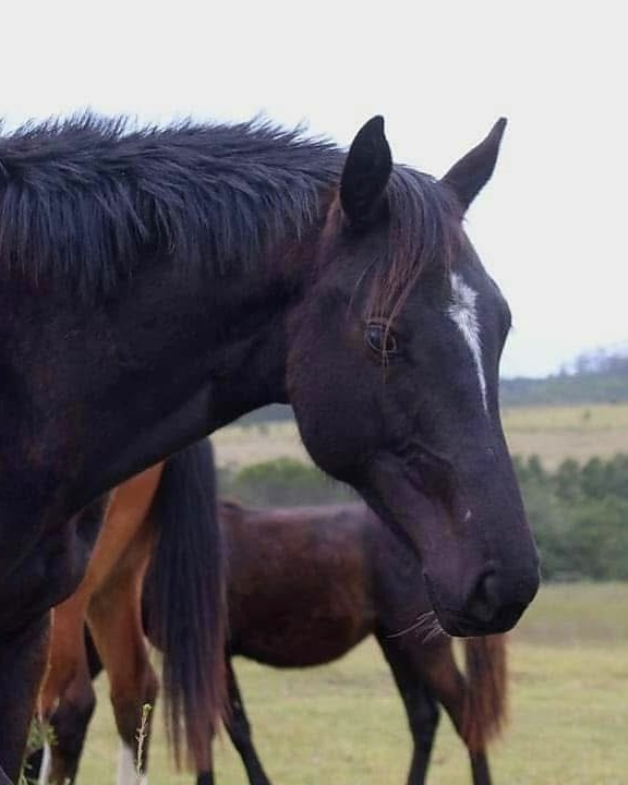 Future Dreams Regal Blue headshot